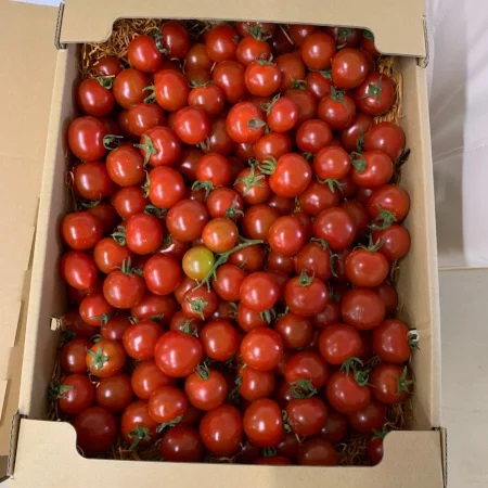 tomato02-1kg